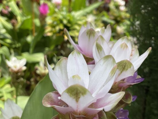 Siam-Tulip oder Safranwurz, Curcuma alismatifolia