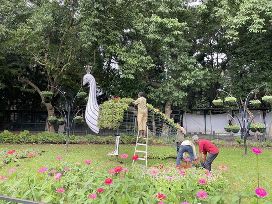 beim Pfau fehlt noch einiges