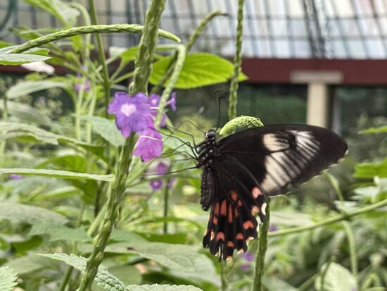 ein Common Mormon - eine Schwalbenschwanzart