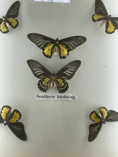 Ein wunderschöner Schmetterling - leider nur im Schaukasten.