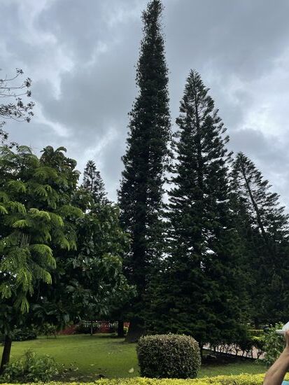 Der höchste Baum im Park: eine australische Tanne, gut 40 m hoch