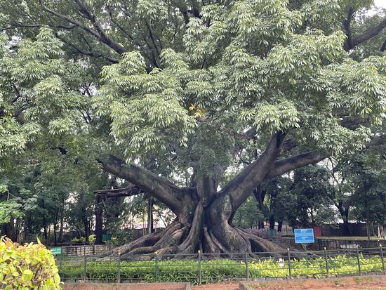 Der älteste Baum im Park, ein ca 300 Jahre alter Kapokbaum mit 23 m Stammdurchmesser.