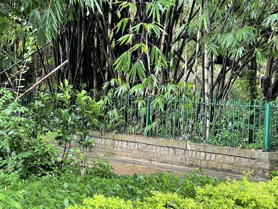 japanischer schwarzer Bambus