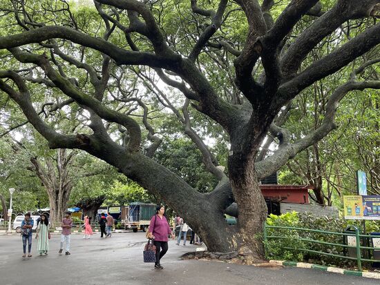 Ein Rain-Tree - ein Regenbaum