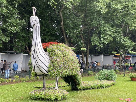 ... und der Pfau ist fertig geworden.