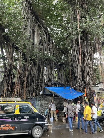 Ein gewaltiger Ficus