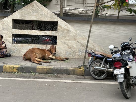 Die Kuh ist wohl etwas müde...