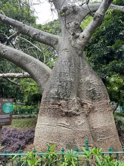 Ein Baobab