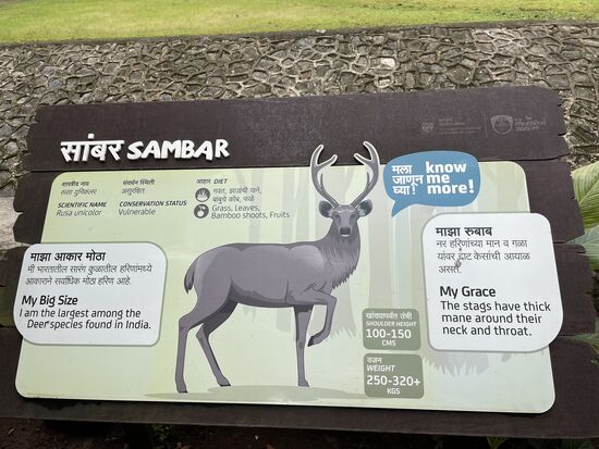 Der grosse Sambar-Hirsch, das grösste indische Rotwild.