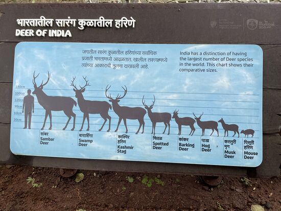 Eine Zusammenstellung des indischen Rotwilds