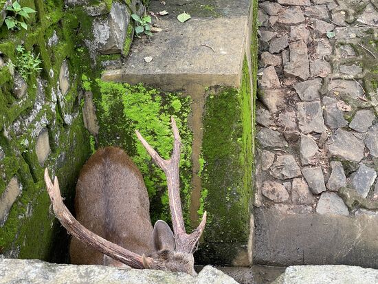 Der grösste Hirsch versteckt sich dummerweise im totel Winkel
