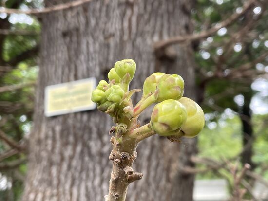 Die Knospe der Kanonenkugel