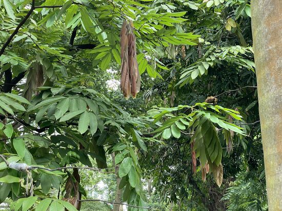 Ein Tohabaum, Pride of Burma - interessant sind seine hängenden Früchte