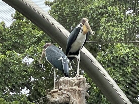 Colored Stork - der farbige Storch