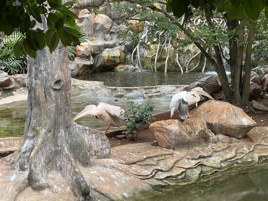 riesige Rosa Pelikane