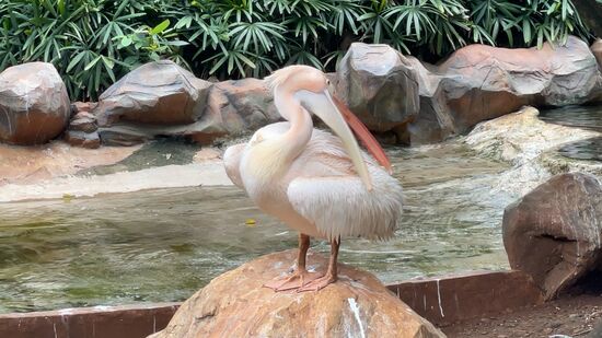 Er kämmt seine Federn