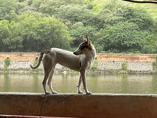 stand grad Modell...