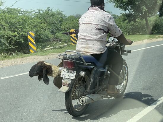 Es gibt auch tierische Passagiere