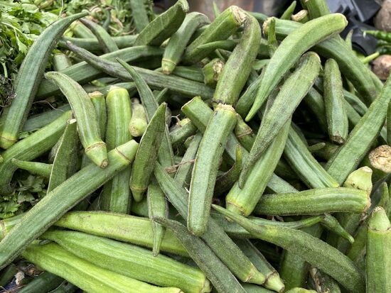 Ladyfinger, ganz besonders grosse Okra