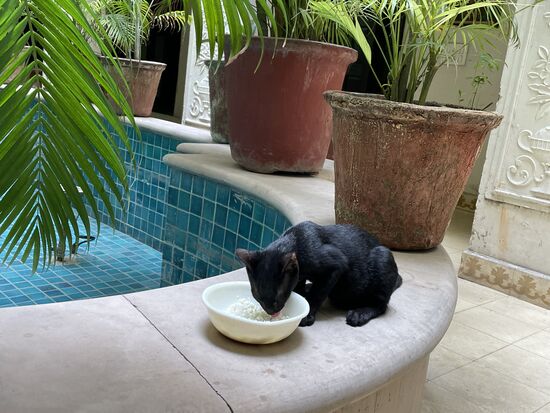 Auch die schwarze Katze gehört zum Hotel. Hier bekommt sie ihre Schale Reis.