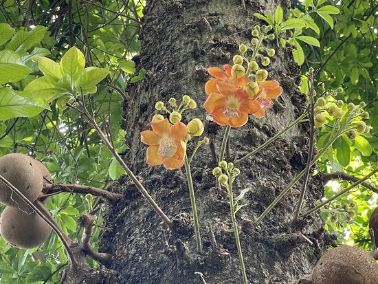 Kanonenkugelbaum - Blüten direkt aus dem Stamm