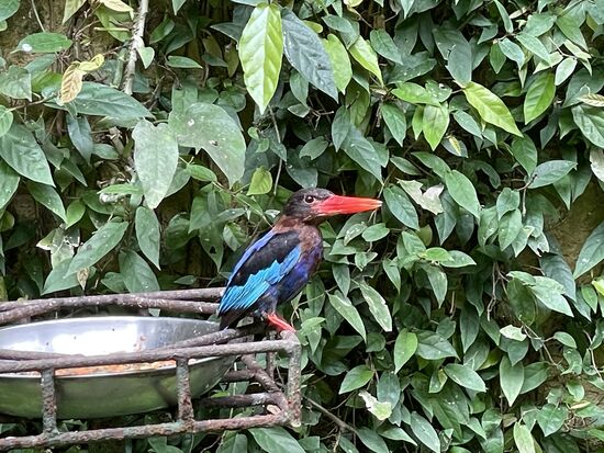 Java Kingfischer (Eisvogel)