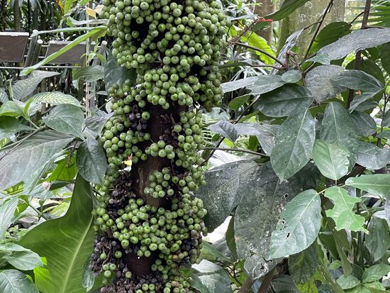 Ficus fistulosa - eine asiatische Feigenbaumart