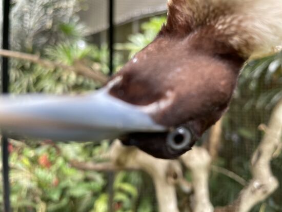 Wer klopft da an meine Kamera?