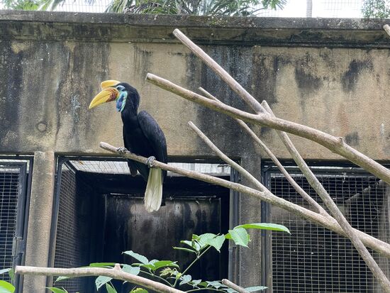 knobbed Hornbill - Helmhornvogel aus der Familie der Nashornvögel
