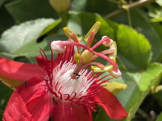 Eine ganze Hecke aus Passionsblumen
