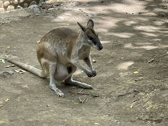 Ein Wallaby - Mini-känguru