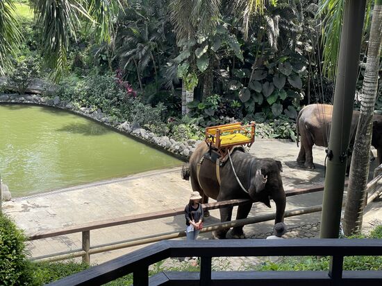 Die Elefanten warten auf weitere Gäste.