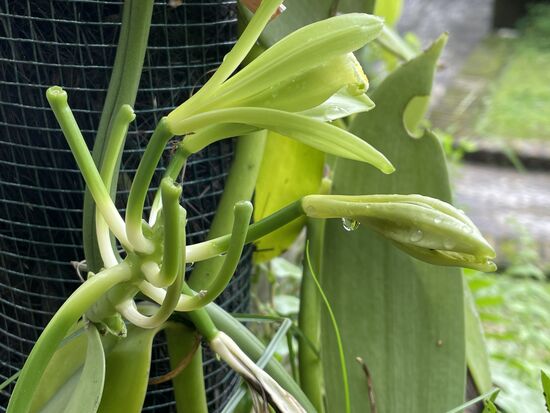 Vanille-Blüten im Hotelgarten