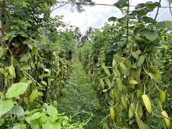 Die Vanille-Pflanzung