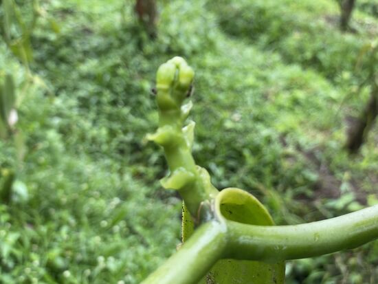 Knospe im Anfangsstadion