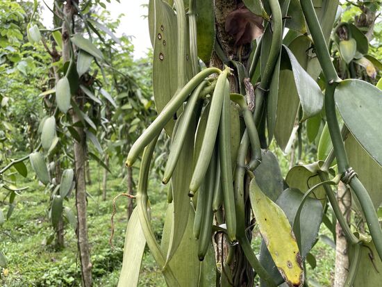 Die Schoten sind noch nicht reif