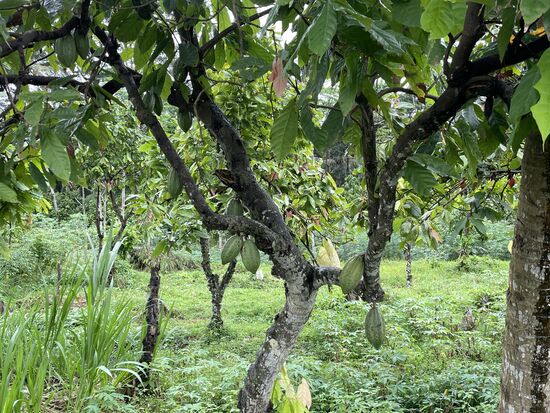 Kakaofrüchte wachsen direkt am Stamm