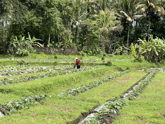 Ein Feld mit Wassermelonen