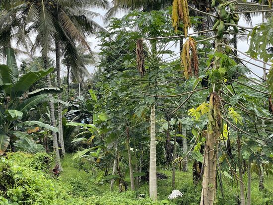 Ein Dschungel aus Bananen und Papayabäumen