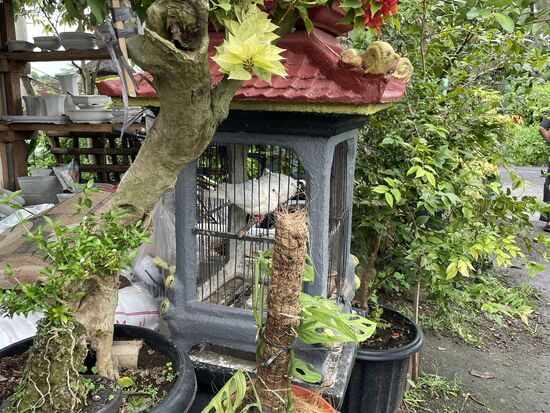 Die beiden weissen Tauben werden wohl als Dekoration gehalten. Sie sitzen ruhig in dem winzigen Käfig.