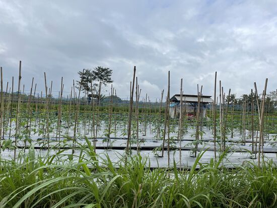 Longbeans - lange Bohnen-Pflanzung