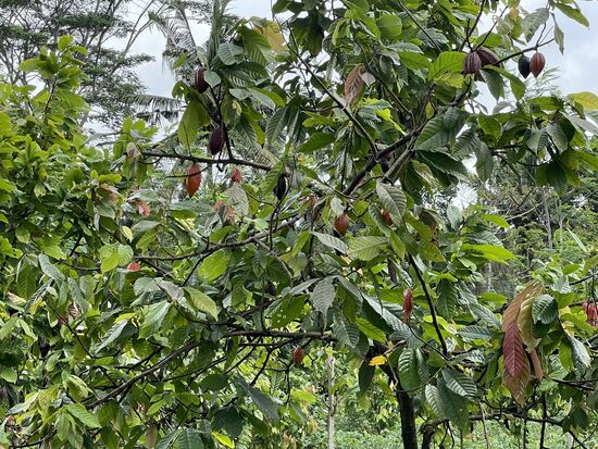hier verstecken sich die reifen gelben Früchte zwischen den Blättern.