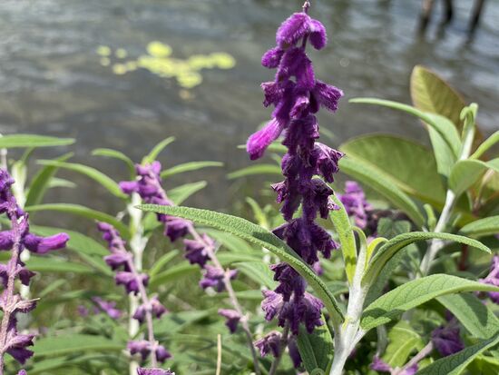 Salbei in grossen Töpfen