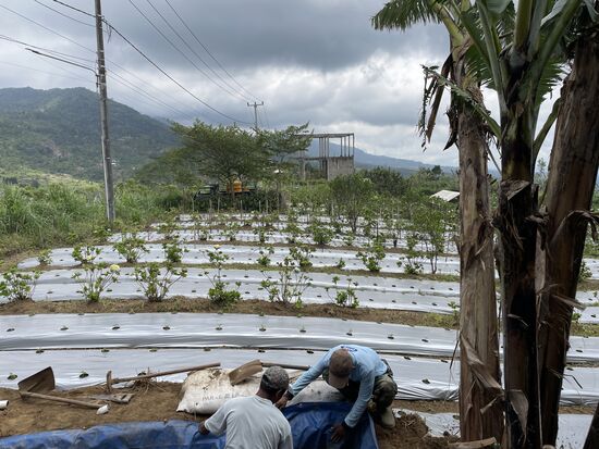 Hortensien-Pflanzung