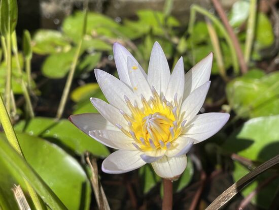 Seerose in einer kleinen Wasserschale