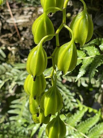 ... und Samenfrüchten