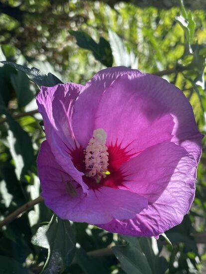 Stockrose - Malve - kenne ich schon aus Mutters Garten