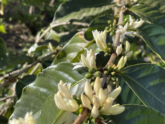 duftende Kaffeeblüten