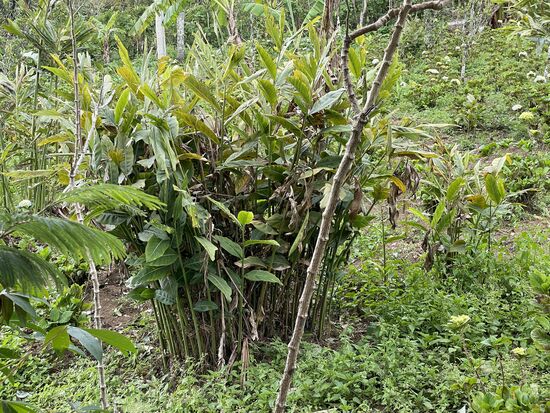 eine grosse Ingwerpflanze. Hier werden irgendwann die Wurzeln geerntet werden.