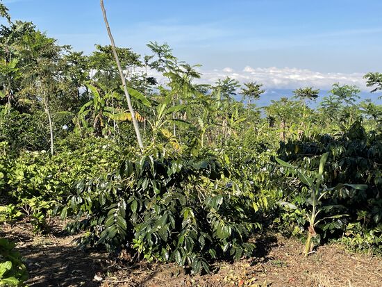 Die Kaffeeplantage. Kaffee braucht Halbschatten von höheren Pflanzen